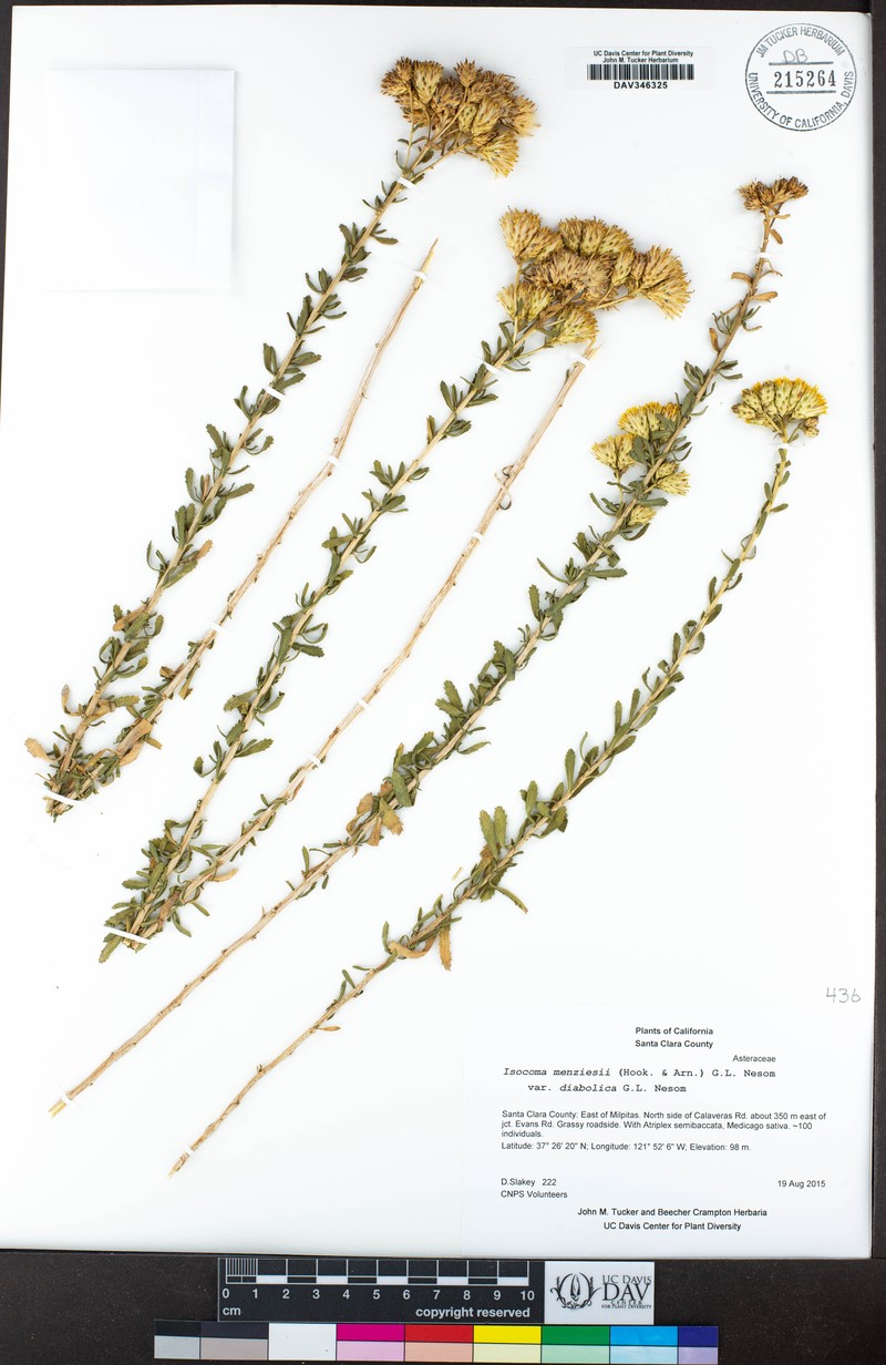 Isocoma menziesii var. diabolica photo 5