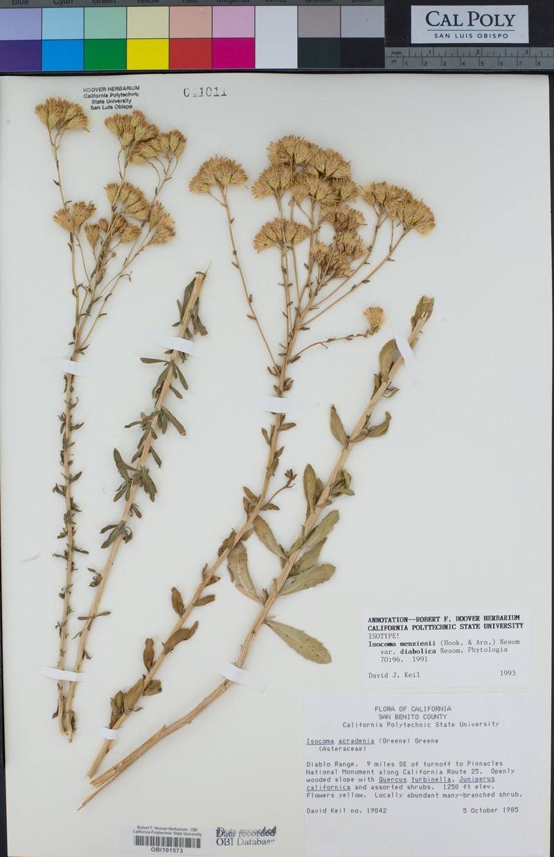Isocoma menziesii var. diabolica photo 6