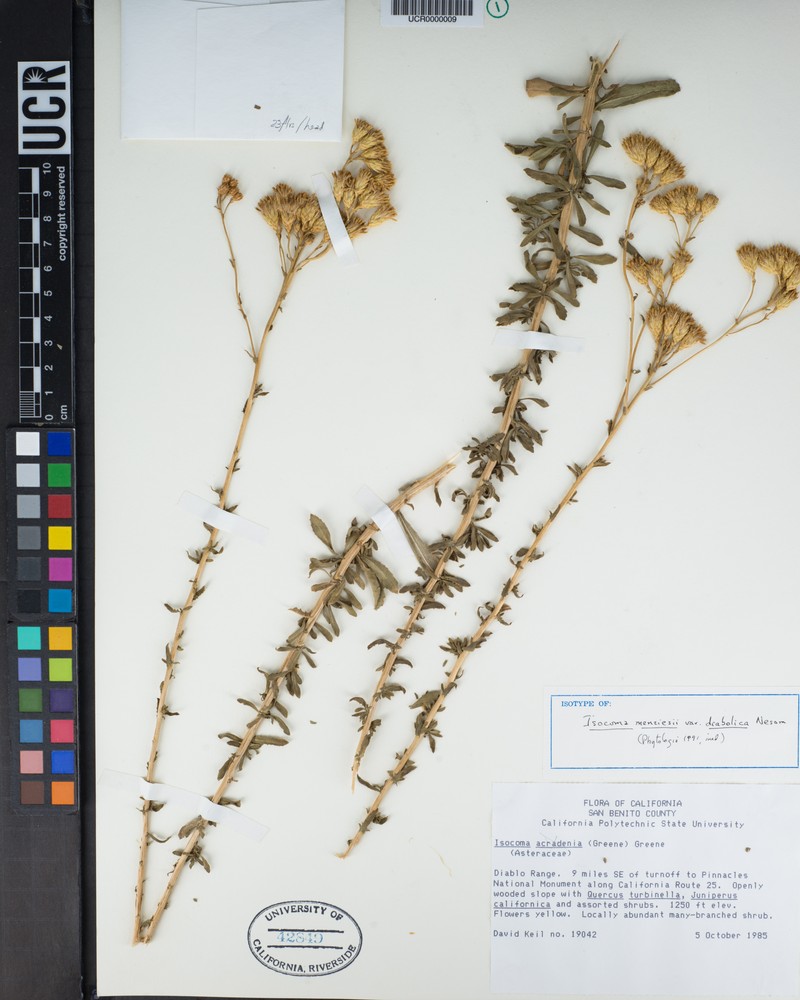 Isocoma menziesii var. diabolica photo 7