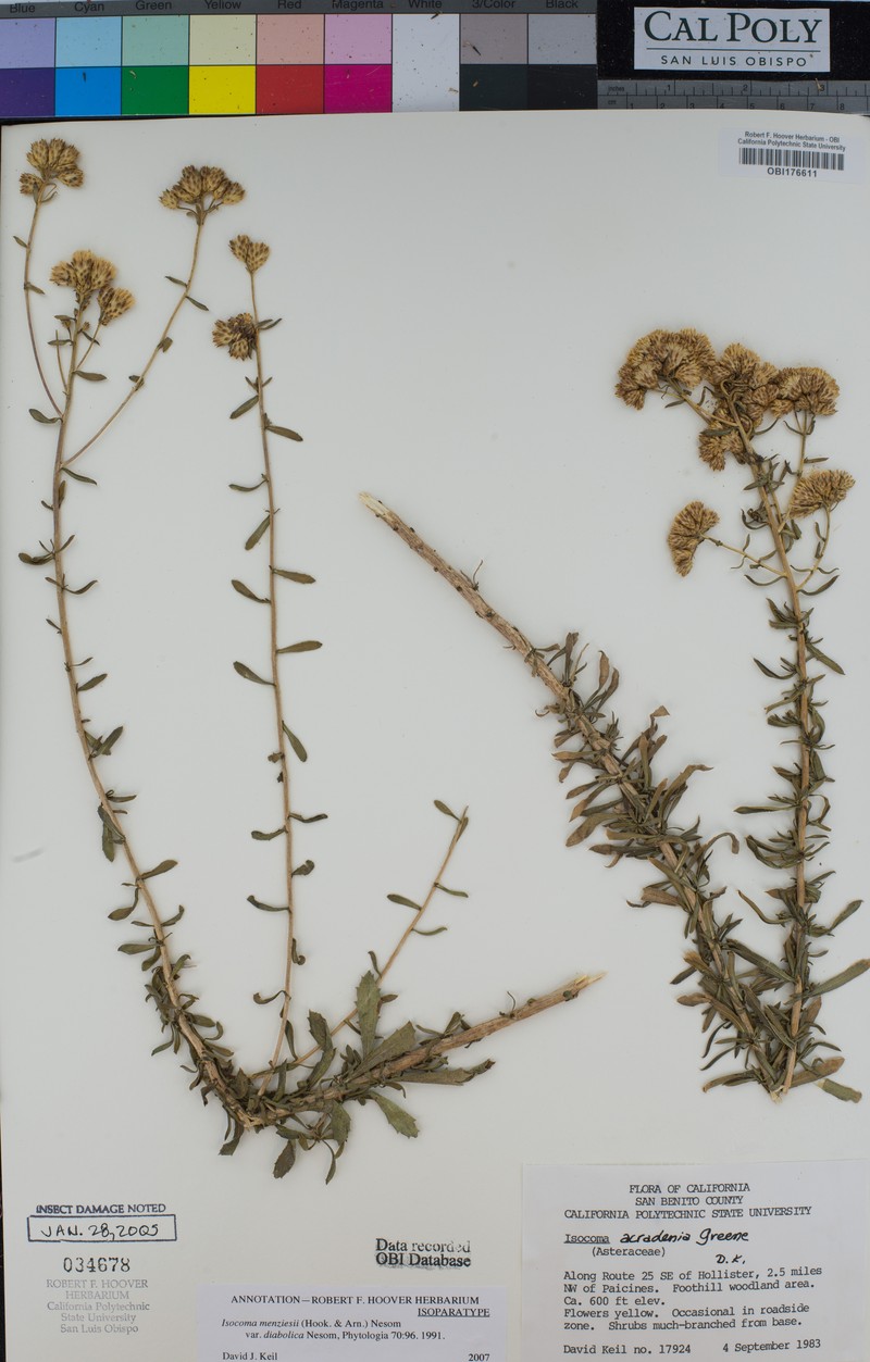 Isocoma menziesii var. diabolica photo 8