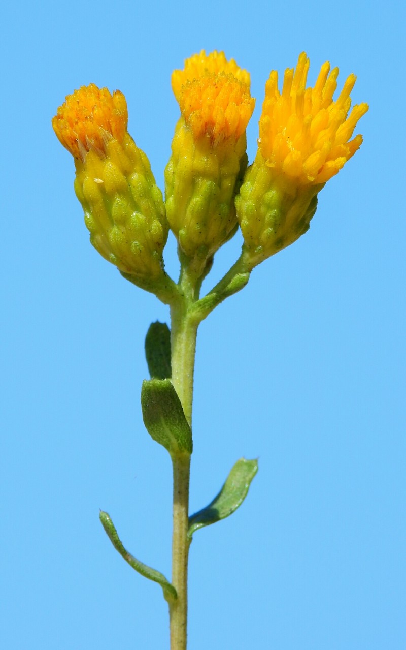 Isocoma menziesii var. diabolica