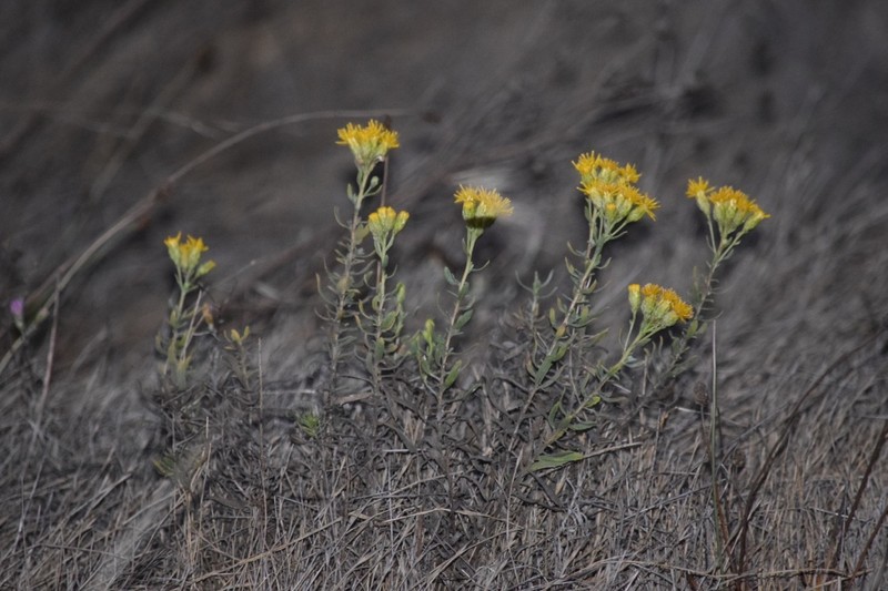 Isocoma menziesii var. diabolica photo 2