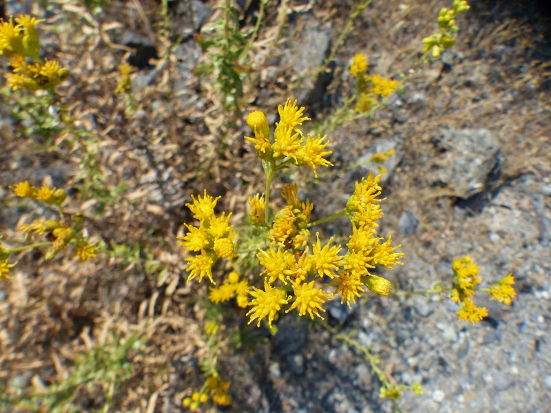 Isocoma menziesii var. diabolica photo 3