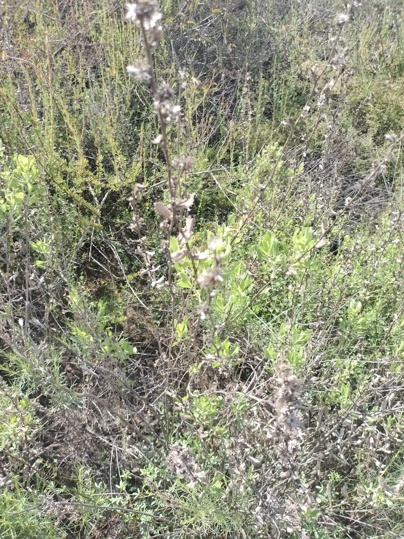 Isocoma menziesii var. menziesii photo 2
