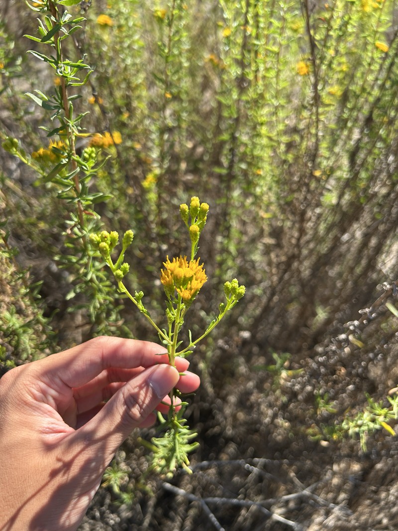 Isocoma menziesii var. menziesii photo 3