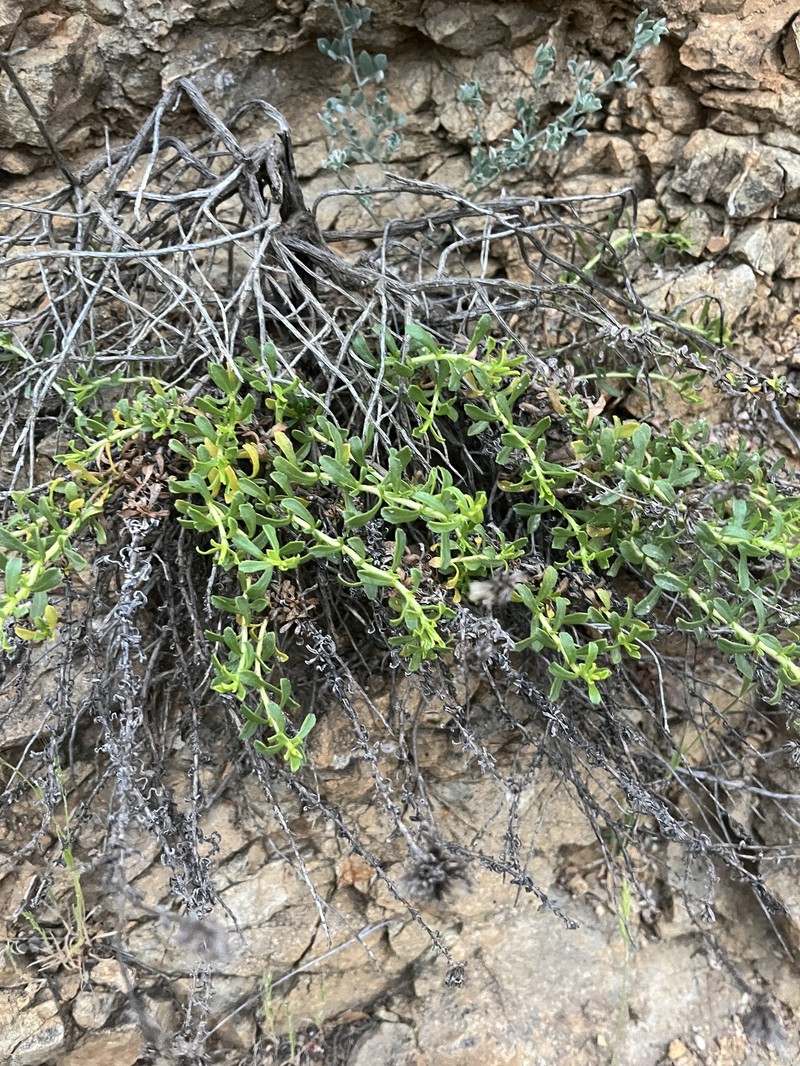 Isocoma menziesii var. menziesii photo 4