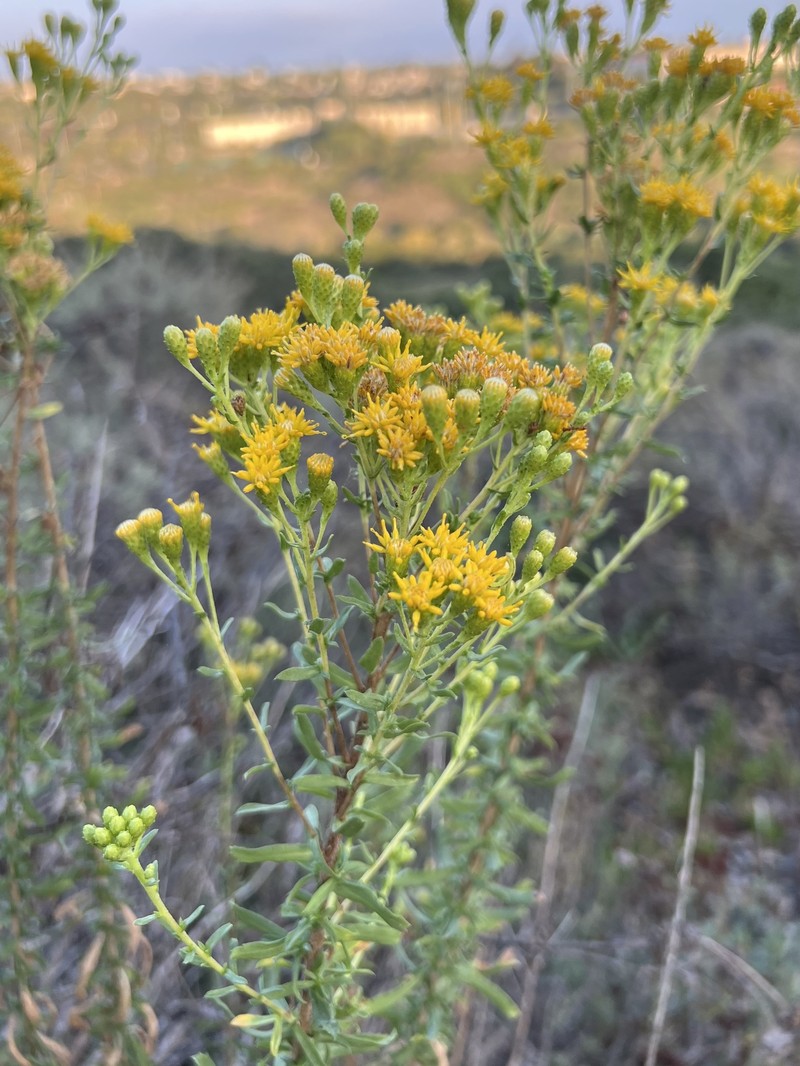 Isocoma menziesii var. menziesii photo 5
