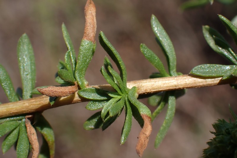 Isocoma menziesii var. menziesii photo 6