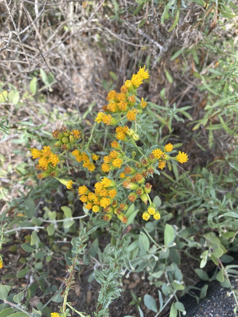 Isocoma menziesii var. menziesii photo 7