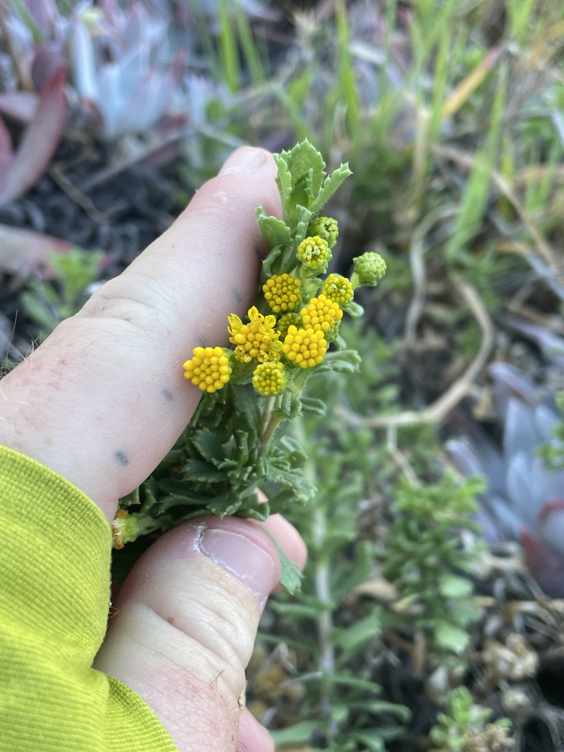 Isocoma menziesii var. sedoides