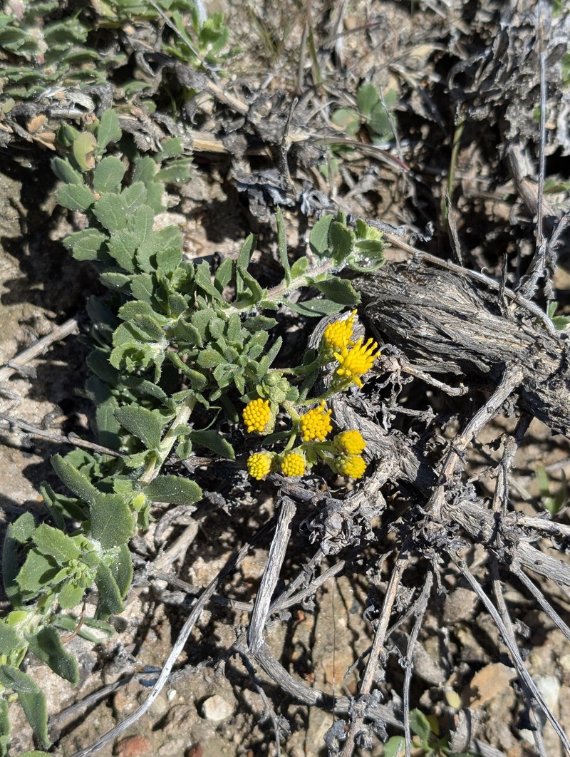 Isocoma menziesii var. sedoides photo 2