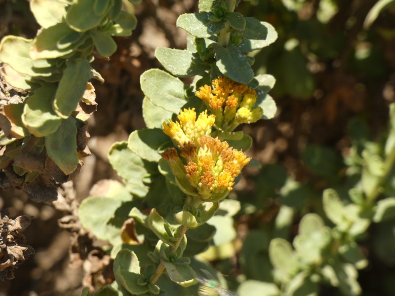 Isocoma menziesii var. sedoides photo 3