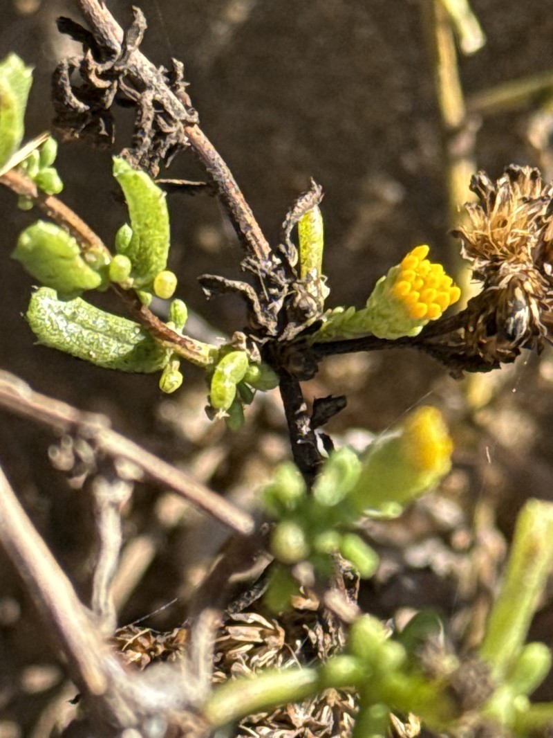 Isocoma menziesii var. sedoides photo 4