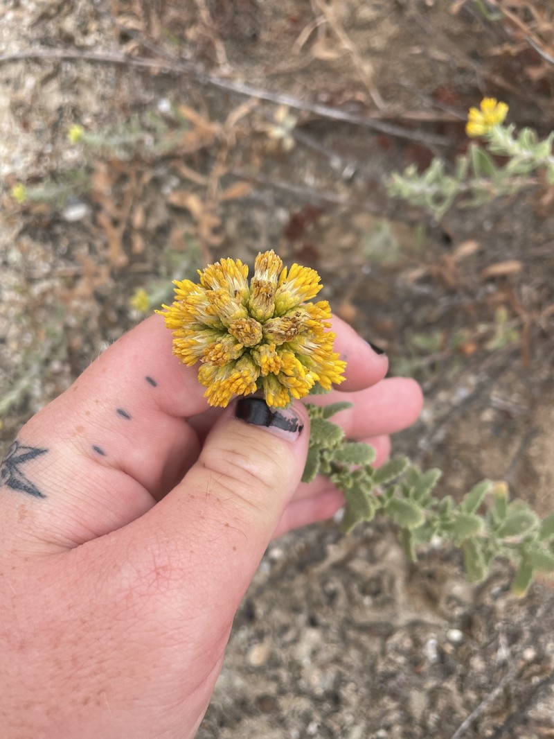 Isocoma menziesii var. sedoides photo 5