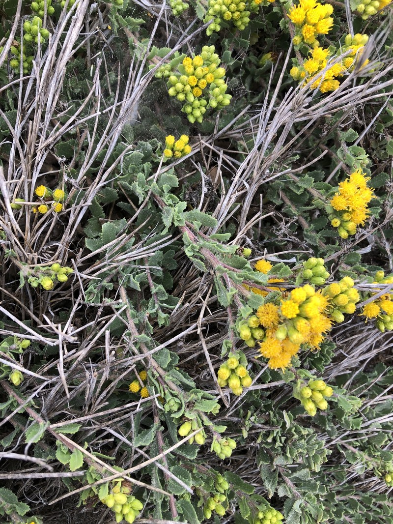 Isocoma menziesii var. sedoides photo 6