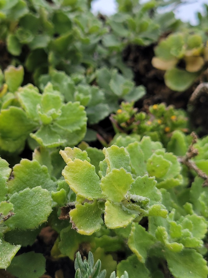 Isocoma menziesii var. sedoides photo 7