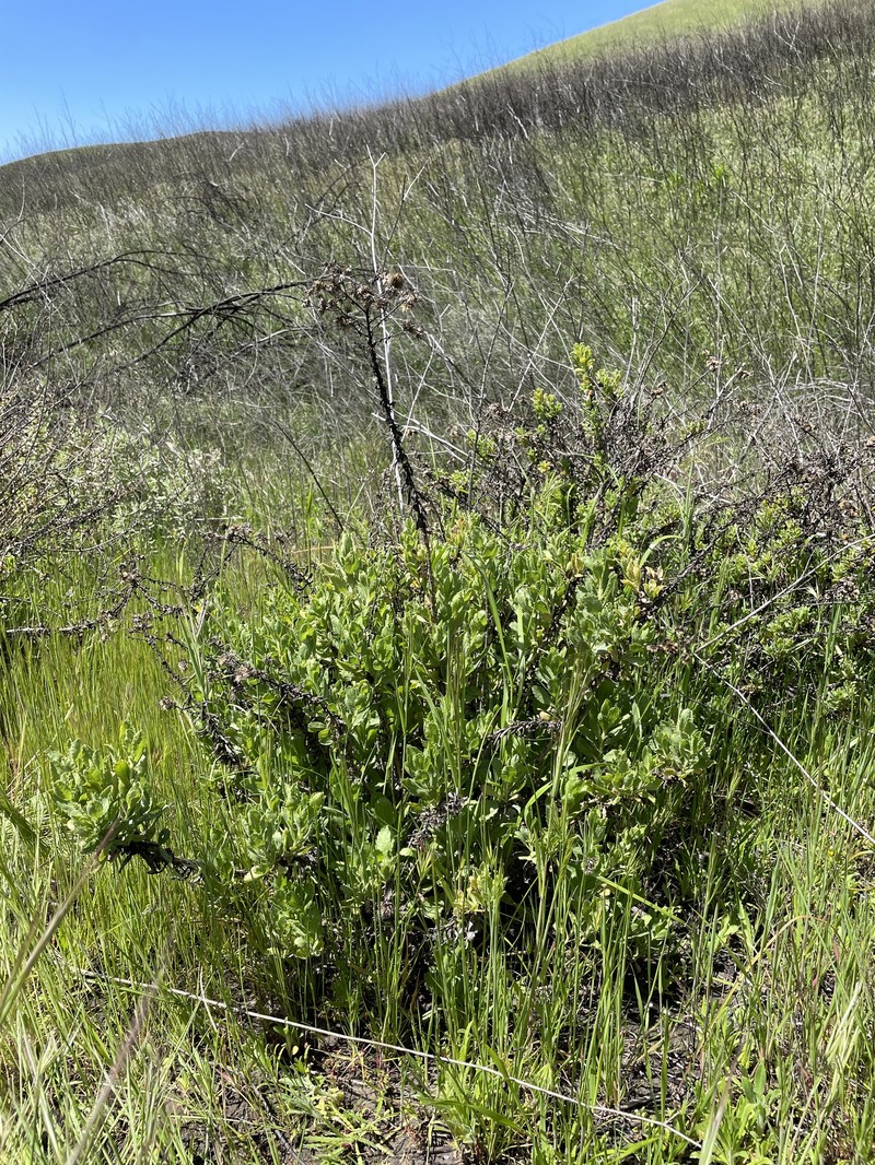 Isocoma menziesii var. sedoides photo 8