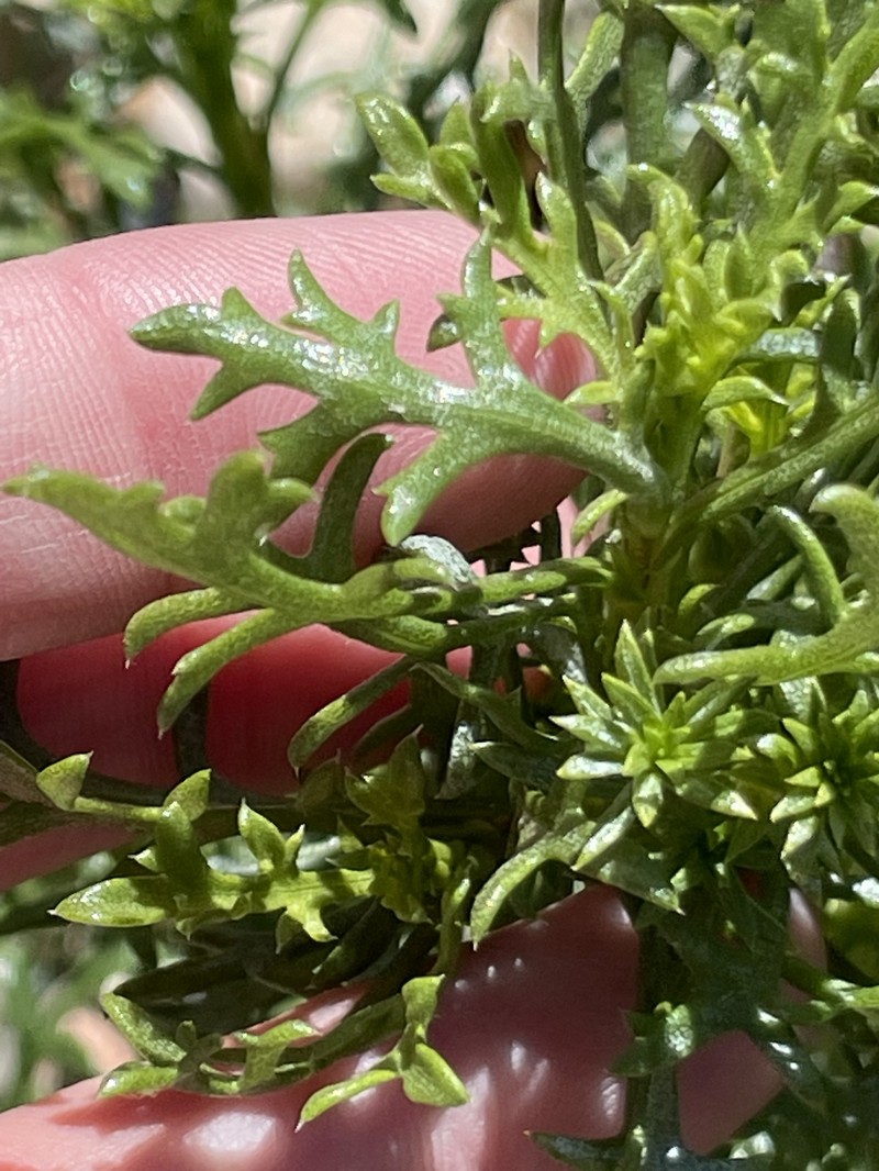 Isocoma menziesii var. tridentata