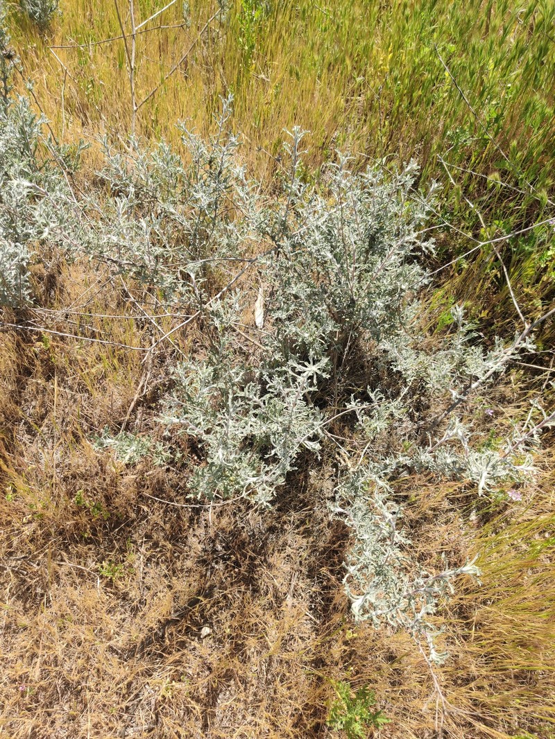 Isocoma menziesii var. tridentata photo 2