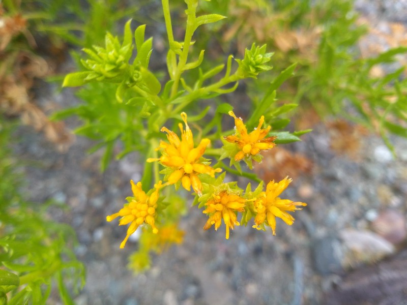 Isocoma menziesii var. tridentata photo 3