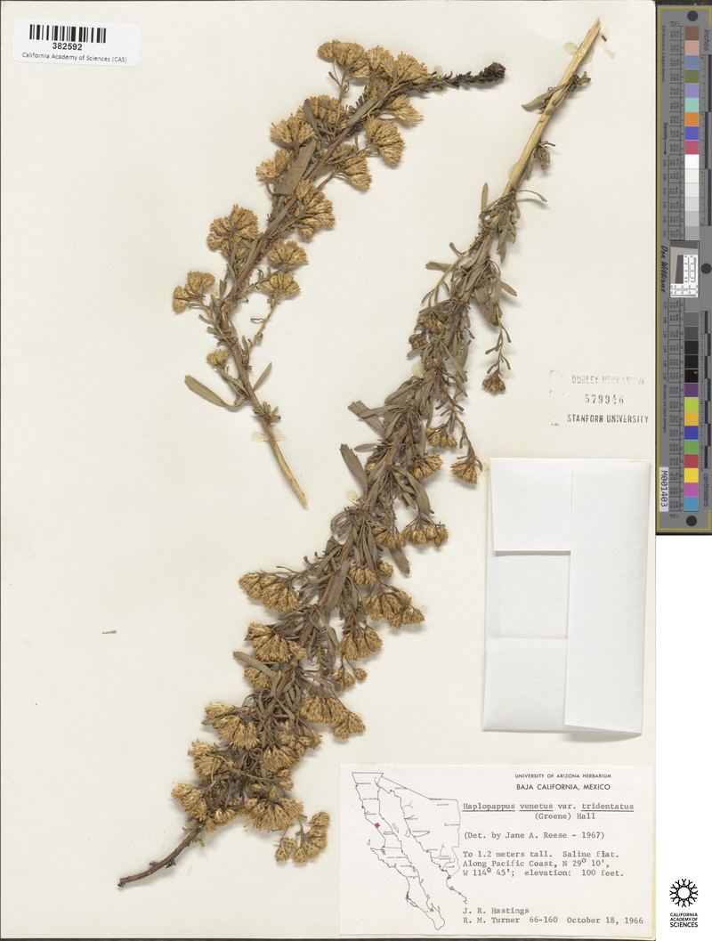 Isocoma menziesii var. tridentata photo 4