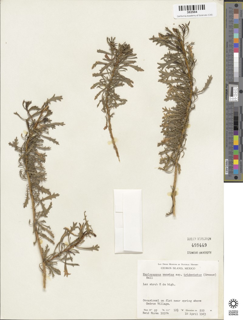 Isocoma menziesii var. tridentata photo 5