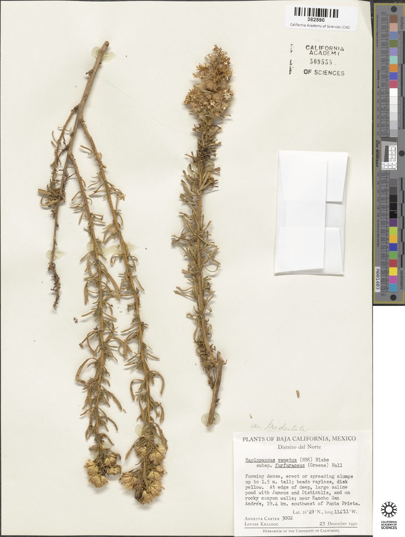 Isocoma menziesii var. tridentata photo 6