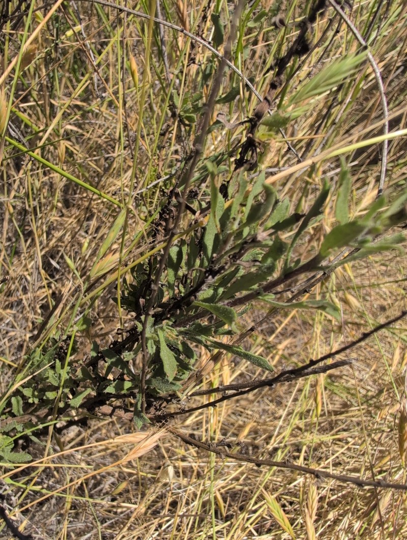Isocoma menziesii var. vernonioides
