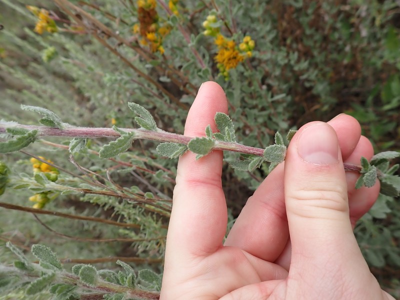 Isocoma menziesii var. vernonioides photo 2