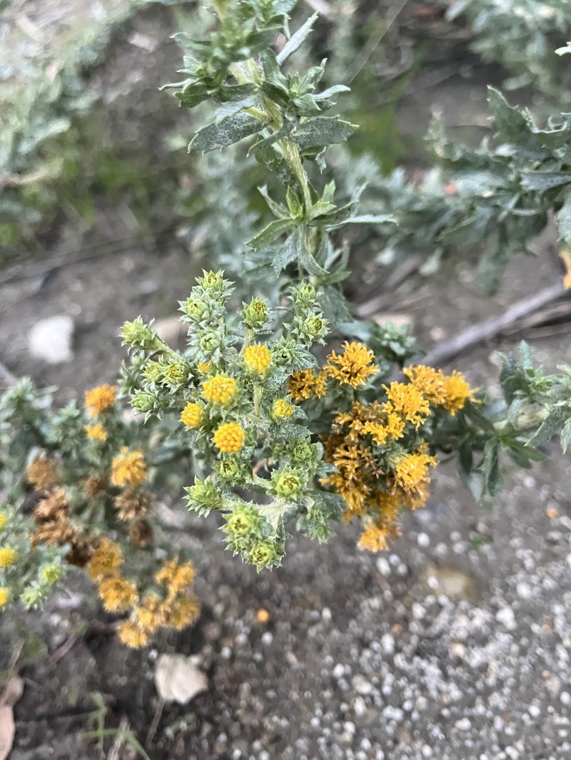 Isocoma menziesii var. vernonioides photo 3