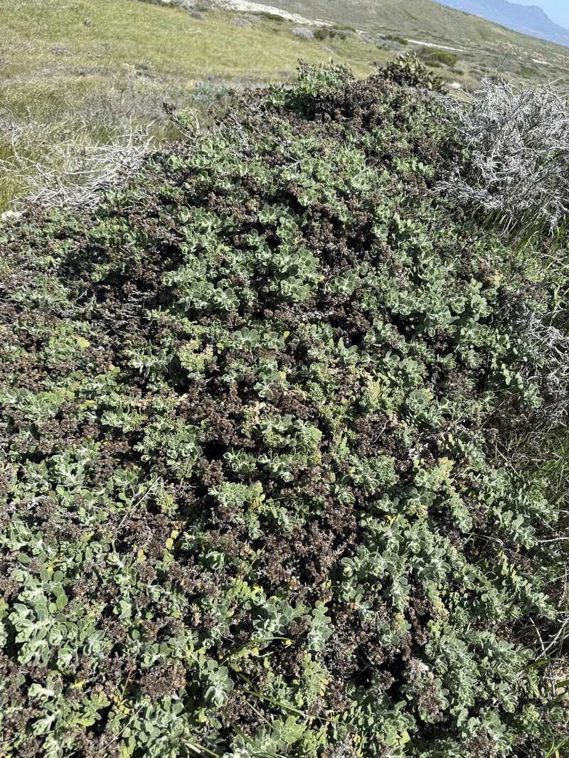 Isocoma menziesii var. vernonioides photo 4