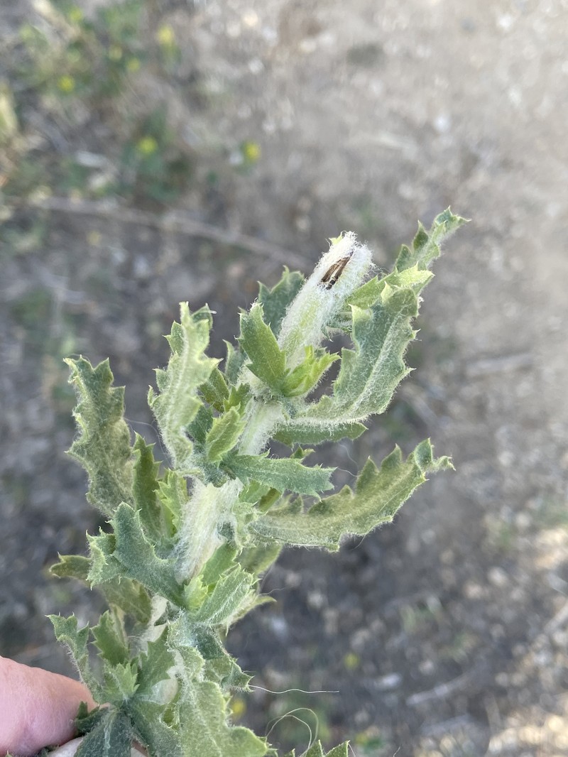 Isocoma menziesii var. vernonioides photo 5