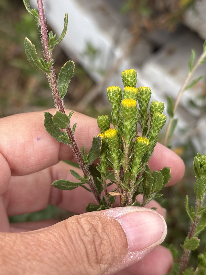 Isocoma menziesii var. vernonioides photo 6