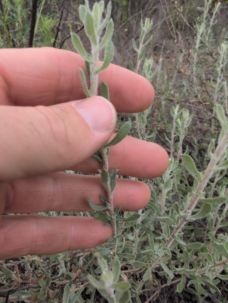 Isocoma menziesii var. vernonioides photo 7