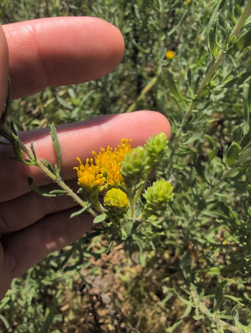 Isocoma menziesii var. vernonioides photo 8