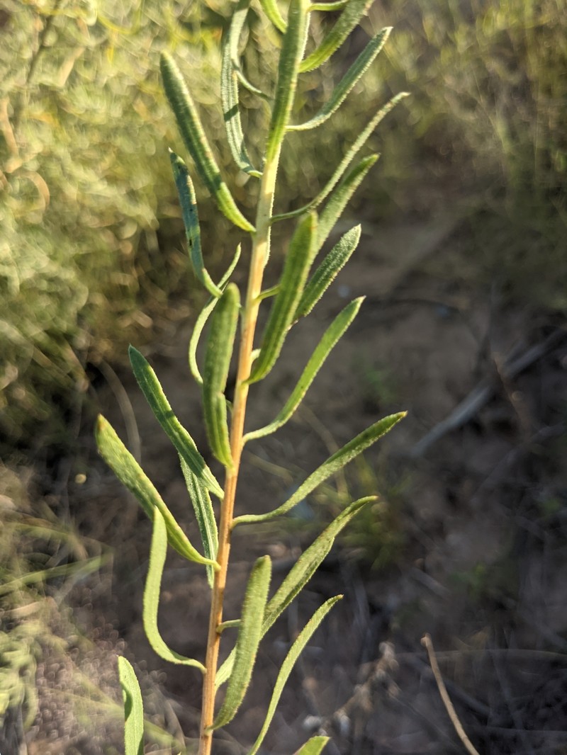 Southern Goldenbush photo 4