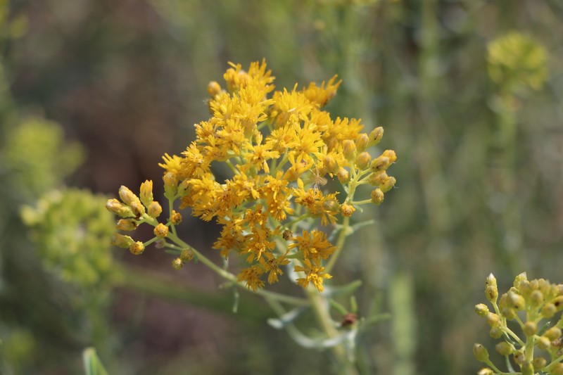 Southern Goldenbush photo 5
