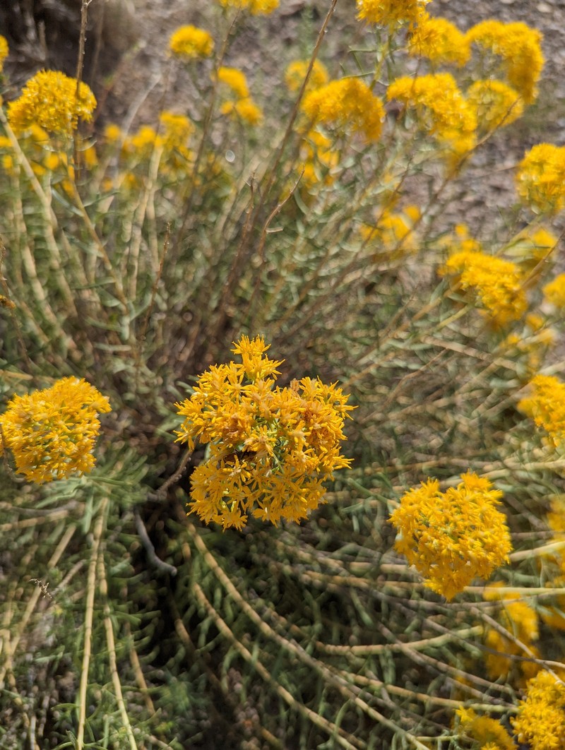 Southern Goldenbush photo 2