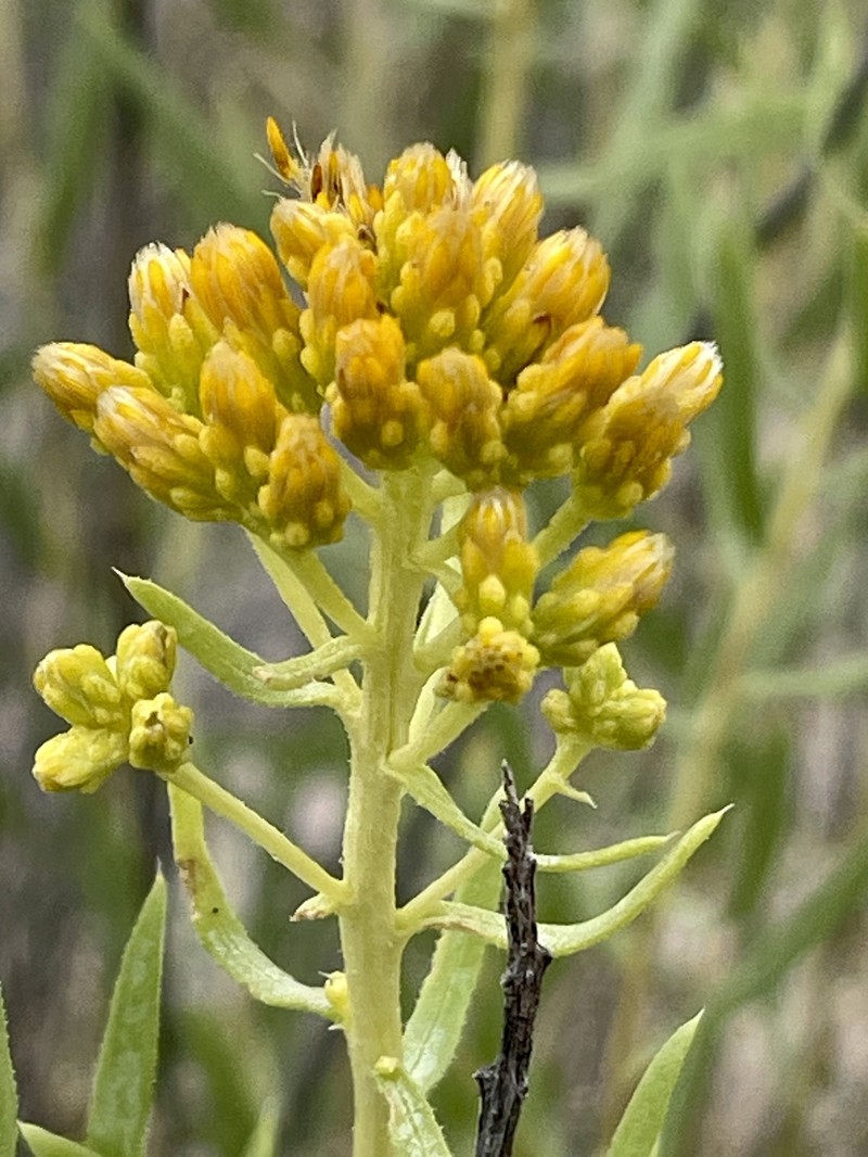 Southern Goldenbush photo 3