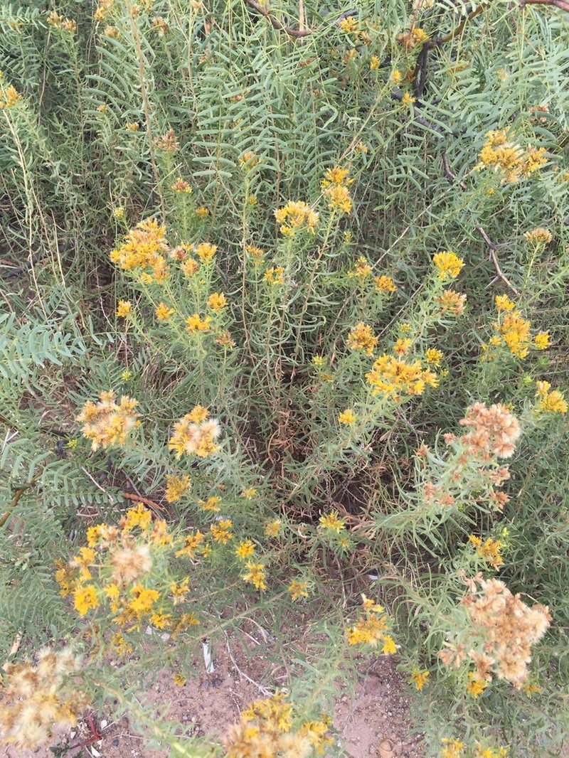 Southern Goldenbush