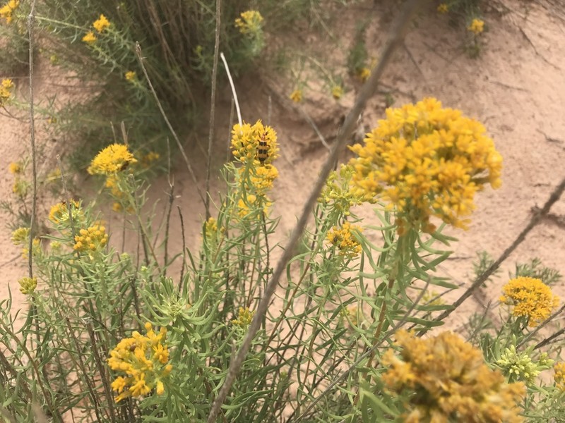 Southern Goldenbush photo 2