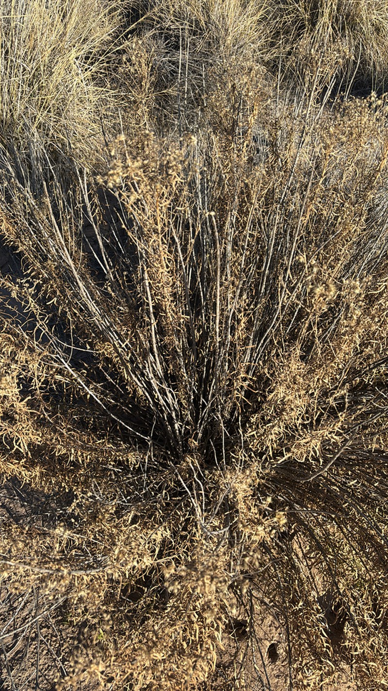 Southern Goldenbush photo 3