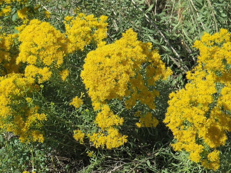 Southern Goldenbush photo 4