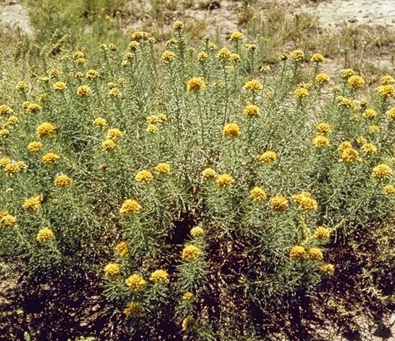 Southern Goldenbush photo 5