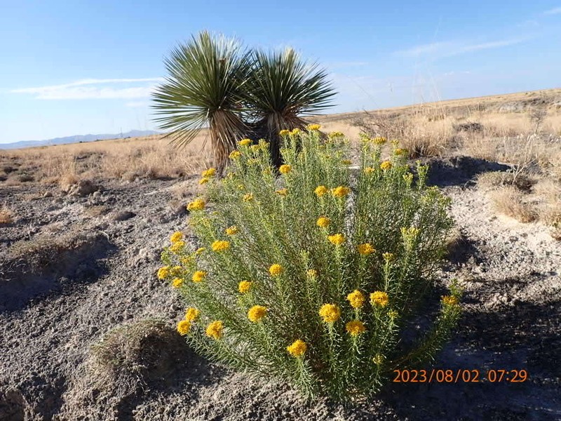 Southern Goldenbush photo 6