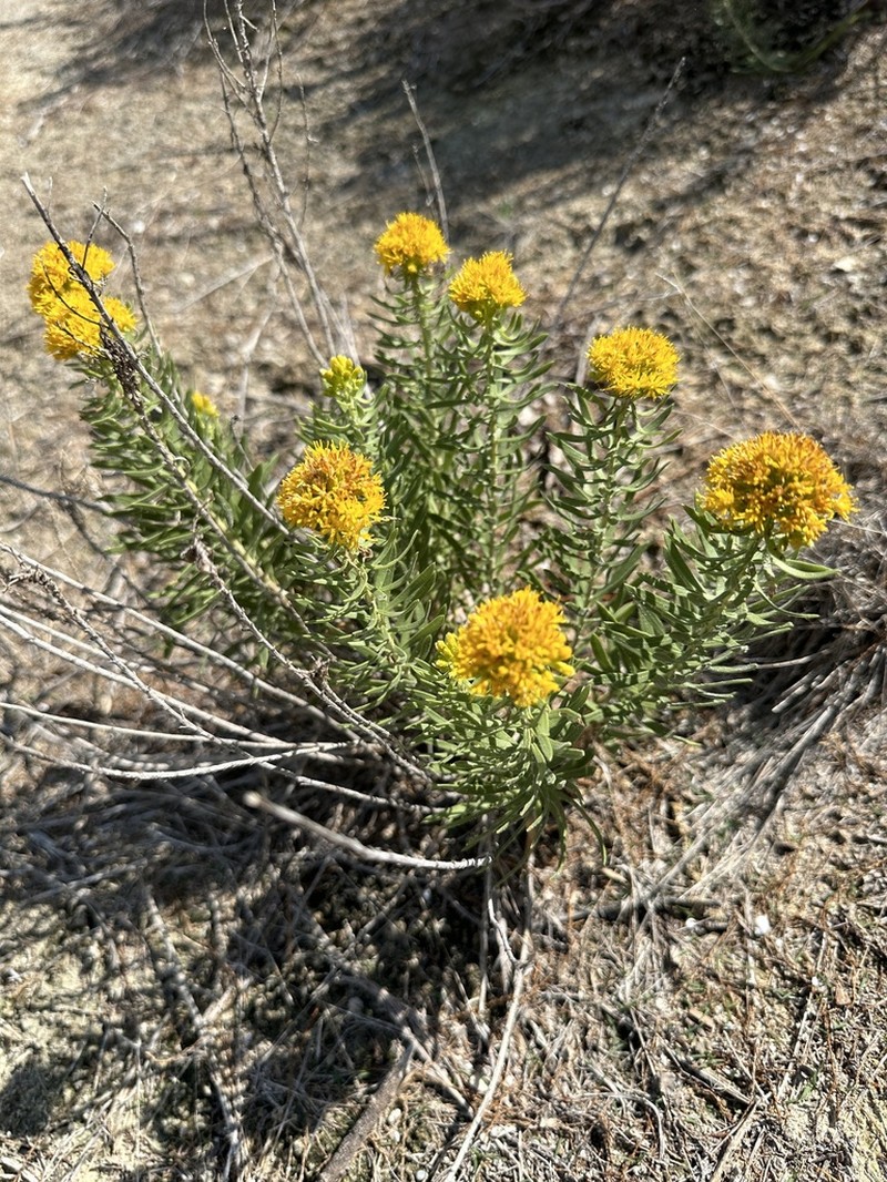 Southern Goldenbush photo 7