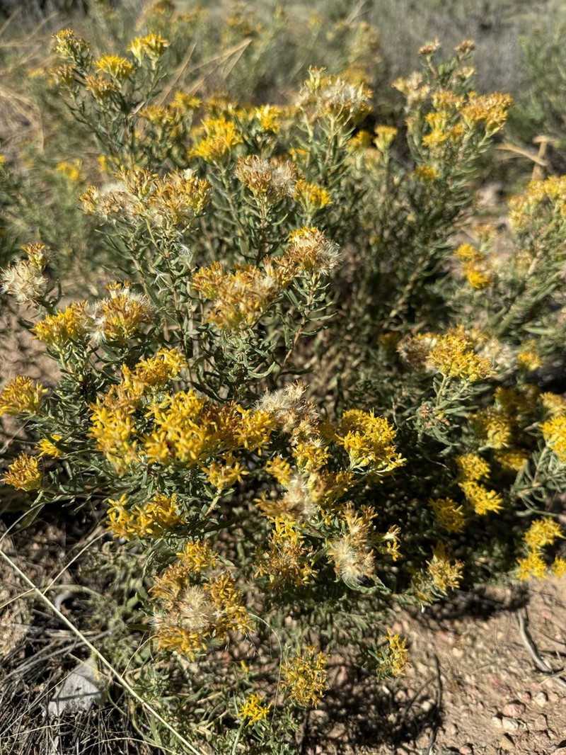 Southern Goldenbush photo 8