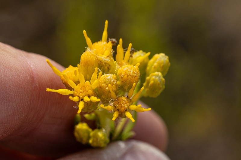 Rusby's Goldenbush photo 2