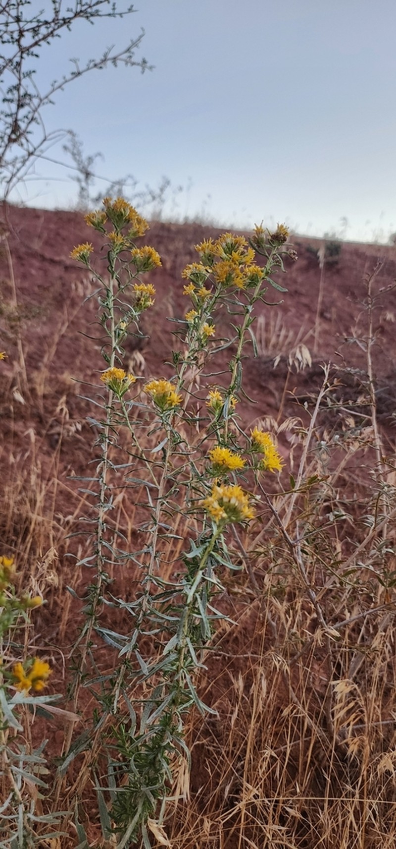 Rusby's Goldenbush