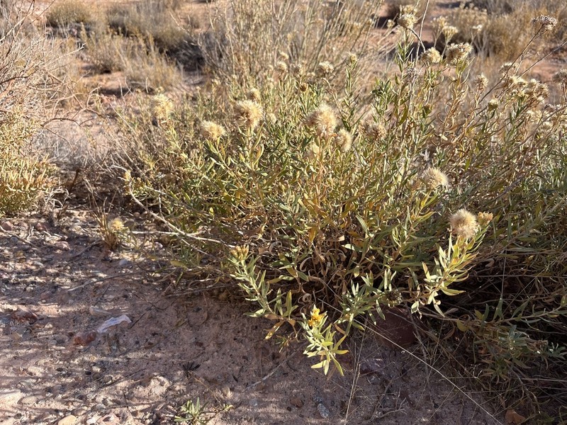 Rusby's Goldenbush photo 2